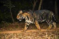 Shimilipal’s Black Tiger Draws Global Attention — Why Are Tourists Returning Disappointed?