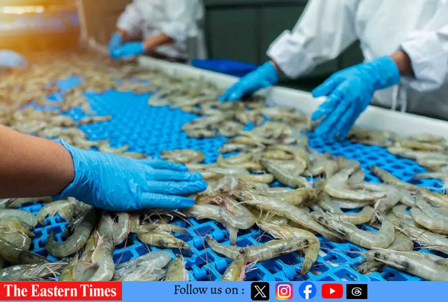 Trump’s Tariff Shock Hits India’s Shrimp Farmers in Andhra Pradesh